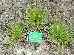 Pollenvormend rietzwenkgras