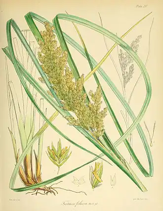 Poa foliosa