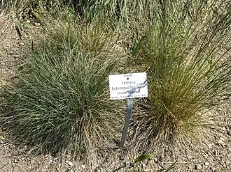 Ongelijkbladig schapengras