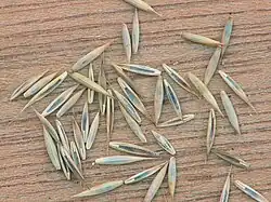 Vruchten van gewoon roodzwenkgras