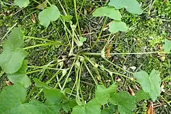 Speenkruid (Ficaria verna subsp. verna) met speenvormige bulbillen