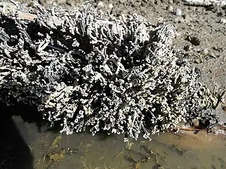 Trompetkalkkokerworm