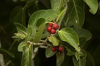 Ficus benghalensis