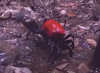 Uca (Paraleptuca) chlorophthalmus