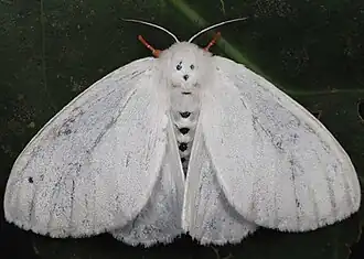 Dendrophleps semihyalina