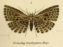 Alucita trachyptera