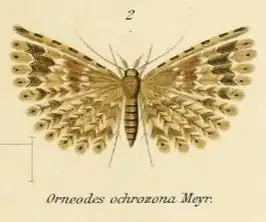 Alucita ochrozona