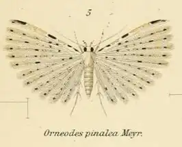 Alucita pinalea
