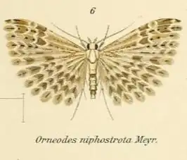 Alucita niphostrota