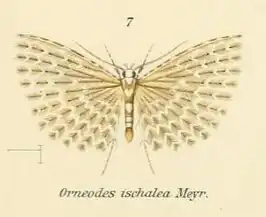 Alucita ischalea