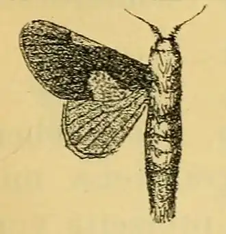 Delorhachis schultzei