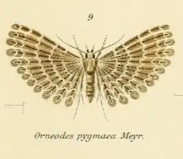 Alucita pygmaea