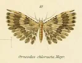 Alucita chloracta