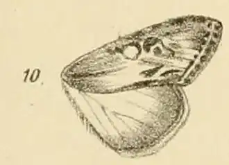 Cucullia pusilla