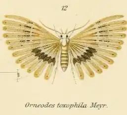 Alucita toxophila