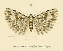Alucita mesolychna
