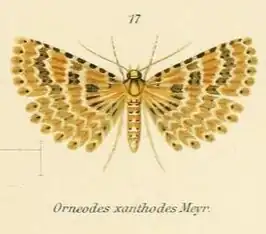 Alucita xanthodes
