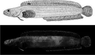 Ernogrammus zhirmunskii