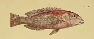 Choerodon gymnogenys