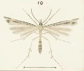Stenoptilia orites