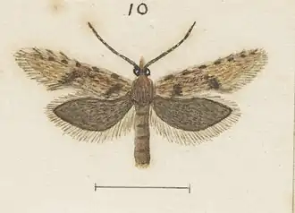 Eurythecta zelaea