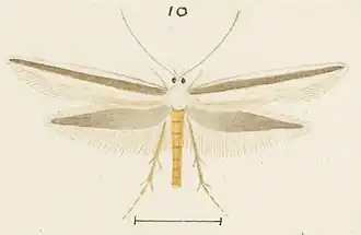 Circica cionophora