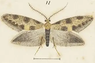Mallobathra scoriota