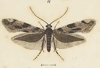 Erechthias crypsimima