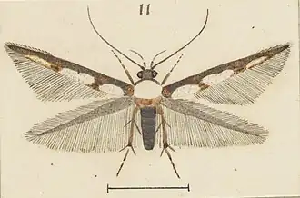 Stathmopoda aristodoxa