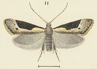 Sagephora subcarinata