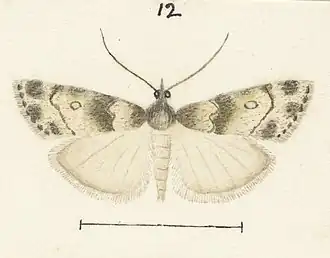 Eudonia meliturga