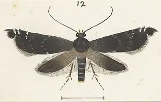 Glyphipterix calliactis