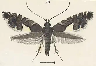 Glyphipterix brachydelta