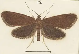 Mallobathra homalopa