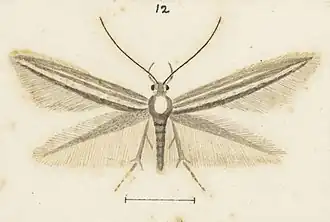Elachista thallophora