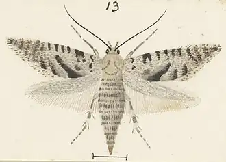 Glyphipterix rugata