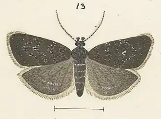 Asterivora barbigera