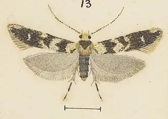 Dryadaula pactolia