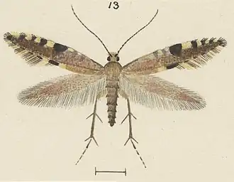 Tinea munita