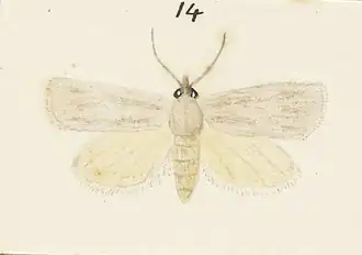Gelophaula siraea