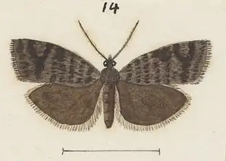 Ecclitica hemiclista