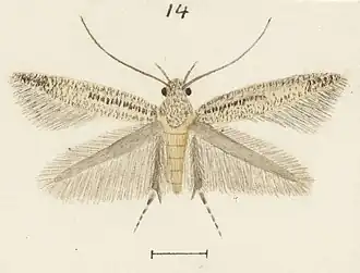 Elachista helonoma