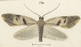 Tinea mochlota