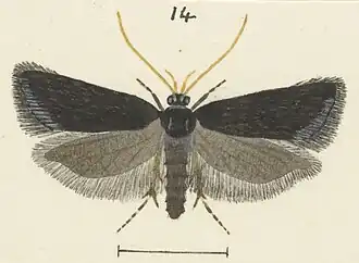 Lecithocera micromela