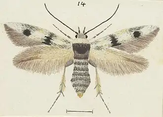 Scythris niphozela