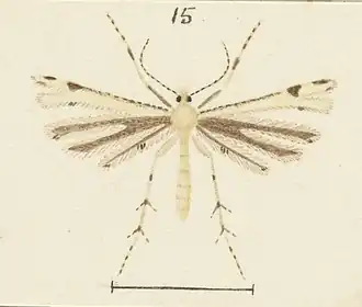 Platyptilia campsiptera