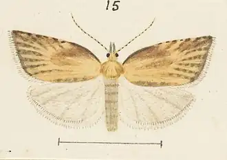 Catamacta lotinana