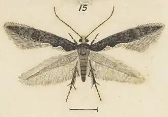 Endophthora tylogramma