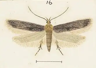 Thiotricha thorybodes