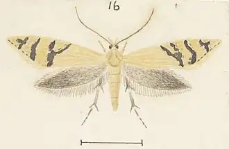 Glyphipterix aulogramma